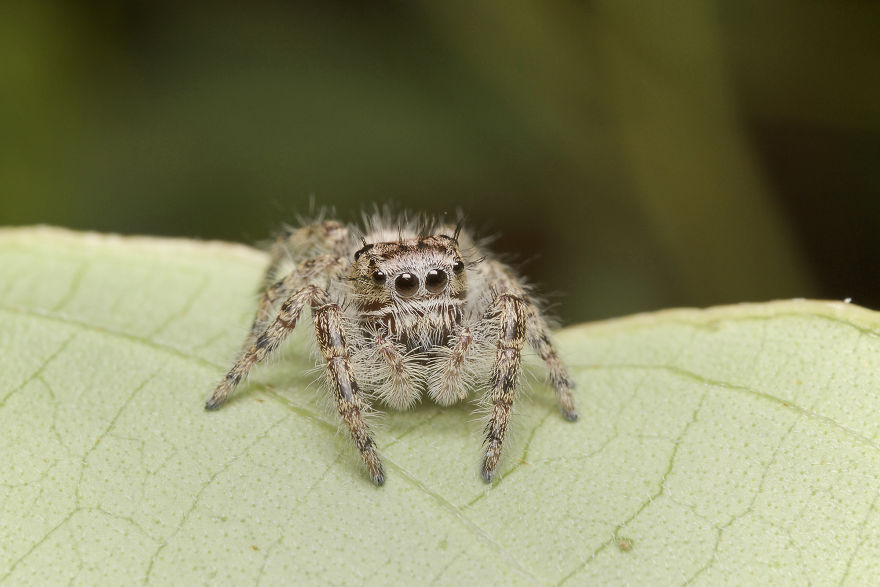 Jumping Spider (Female Phidippus Putnami)