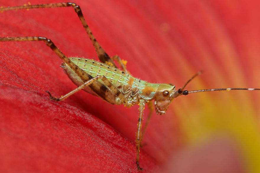 Bush Katydid Nymph (Scudderia)