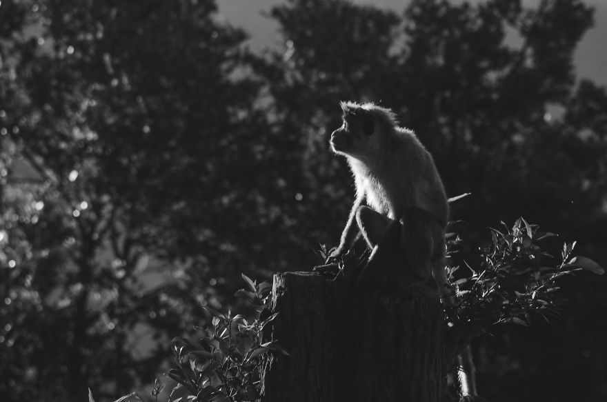 I Took This Series Of Makaka Portraits During My Trip In Sri Lanka