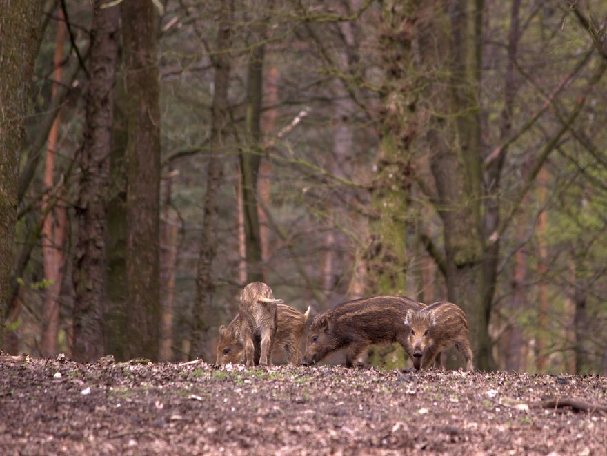 I Want To Show The Beauty Of The Veluwe....