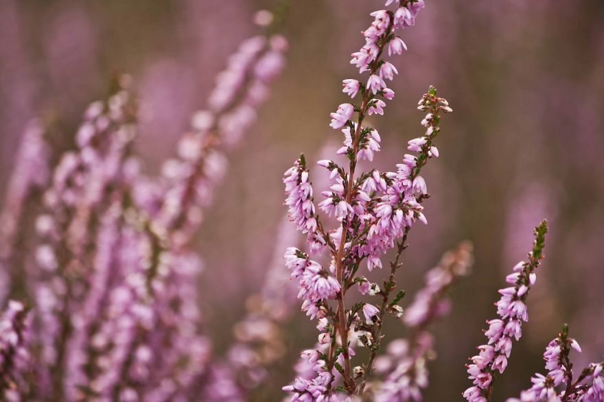 I Want To Show The Beauty Of The Veluwe....