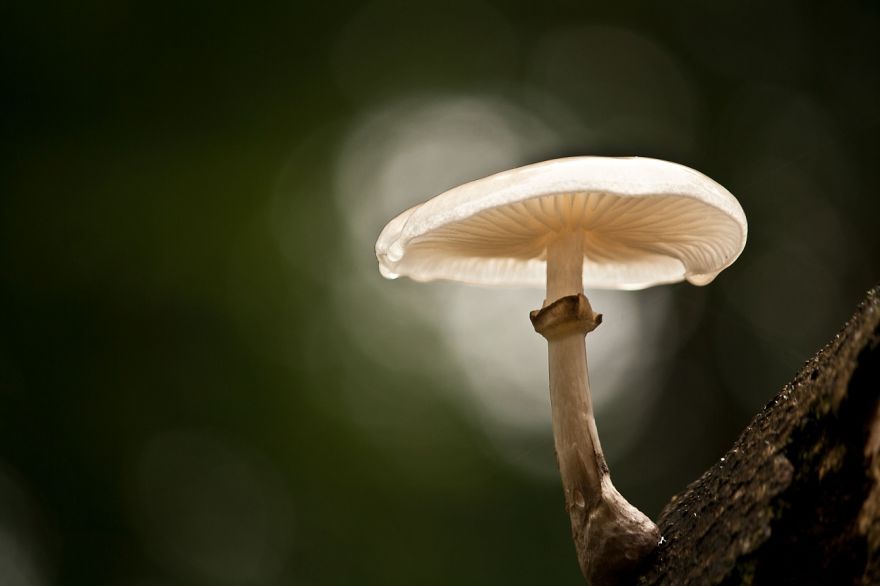 I Want To Show The Beauty Of The Veluwe....