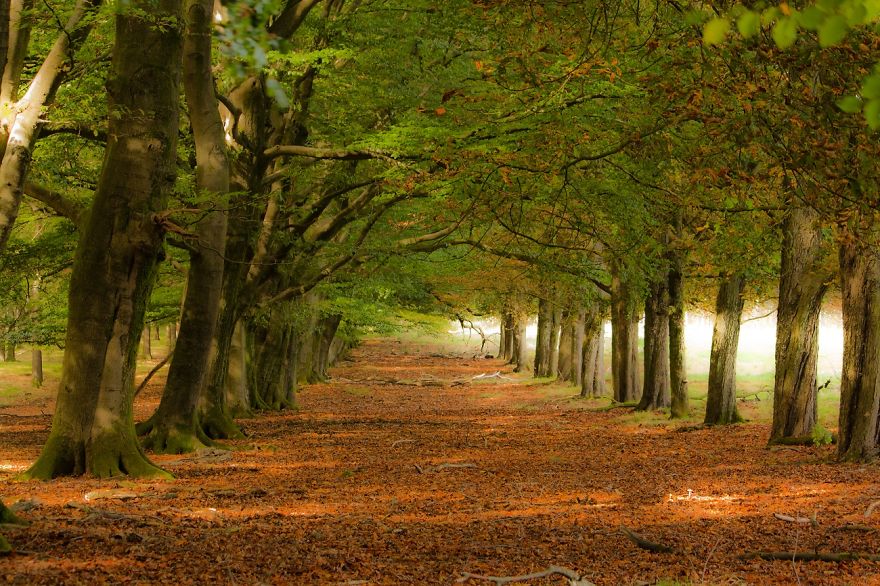 I Want To Show The Beauty Of The Veluwe....