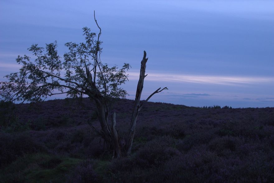 I Want To Show The Beauty Of The Veluwe....