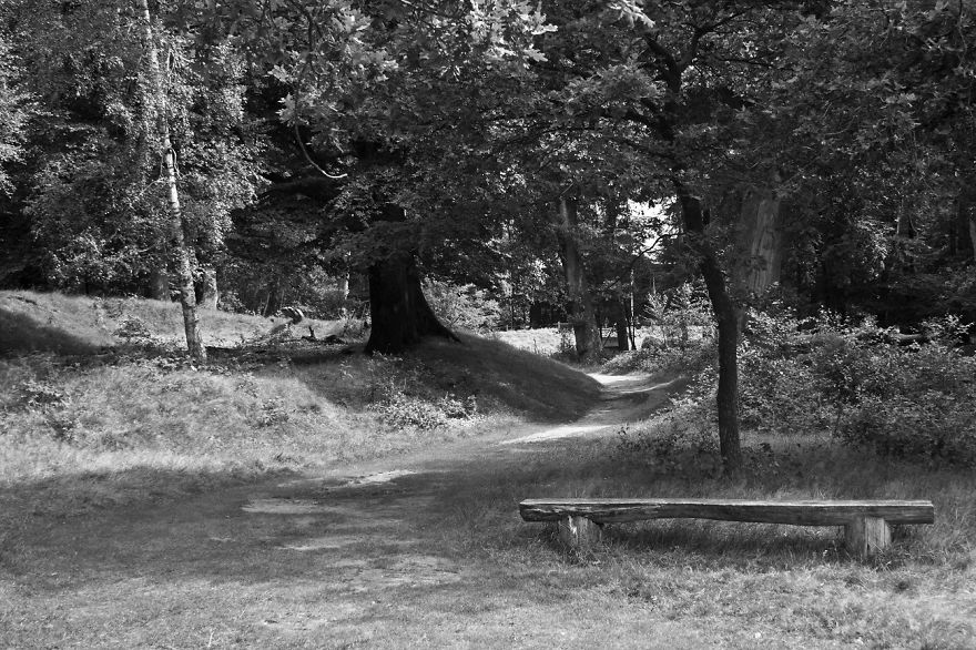 I Want To Show The Beauty Of The Veluwe....