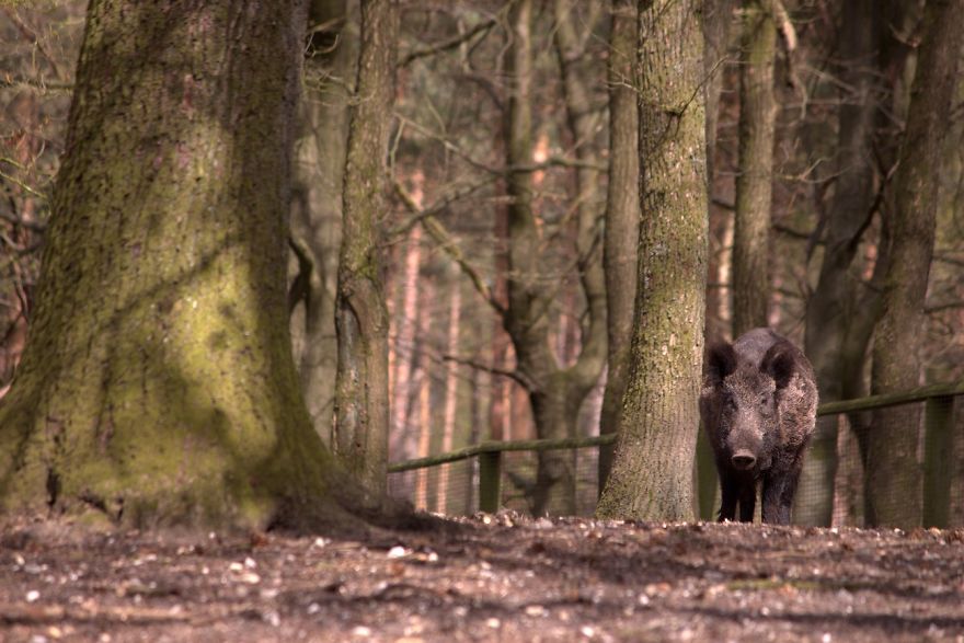 I Want To Show The Beauty Of The Veluwe....