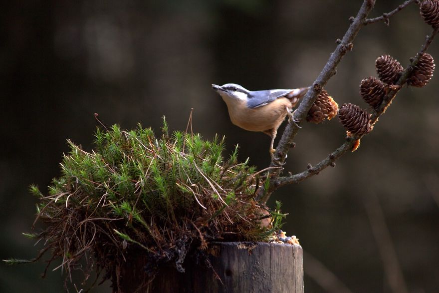 I Want To Show The Beauty Of The Veluwe....