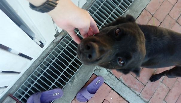 My Cute Formosan Dog, He's Very Cuddly His Name Is Doopy Btw, I Have 2 Hamsters, A Pond Of Fish, 2 Turtles, And Four More Dogs Aside From This One