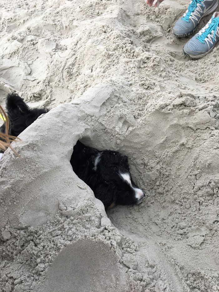 This Is Our Mini Australian Shepherd, Cricket, At The Beach For The First Time!
