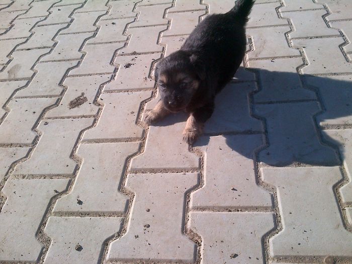 Found This Little Guy In A Hole Underground Near My Fence While I Was Building My House. We Are Inseparable Since.