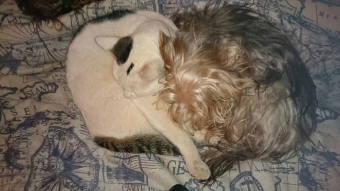 Domino(cat) And Emily Are Inseparable.