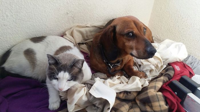 Max The Cat Loves To Stay With His Brother, Brownie.
