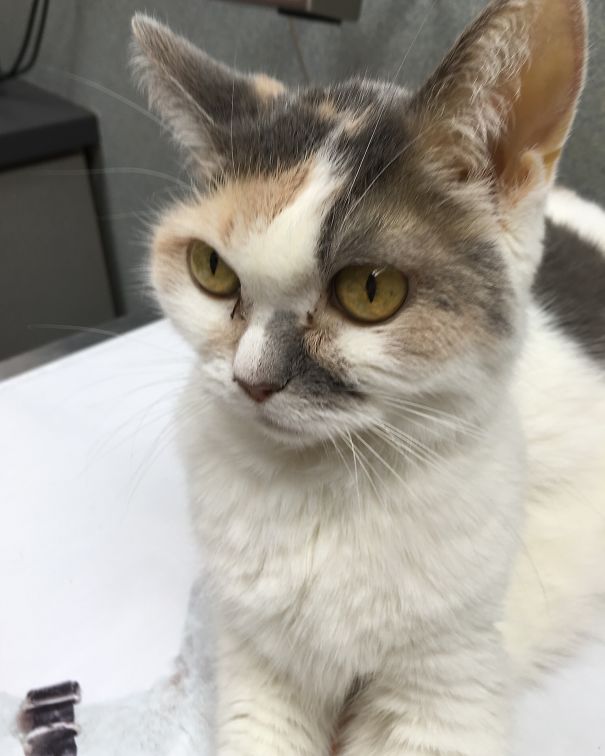 Blossom! She Was The Best Cat I Ecer Had!