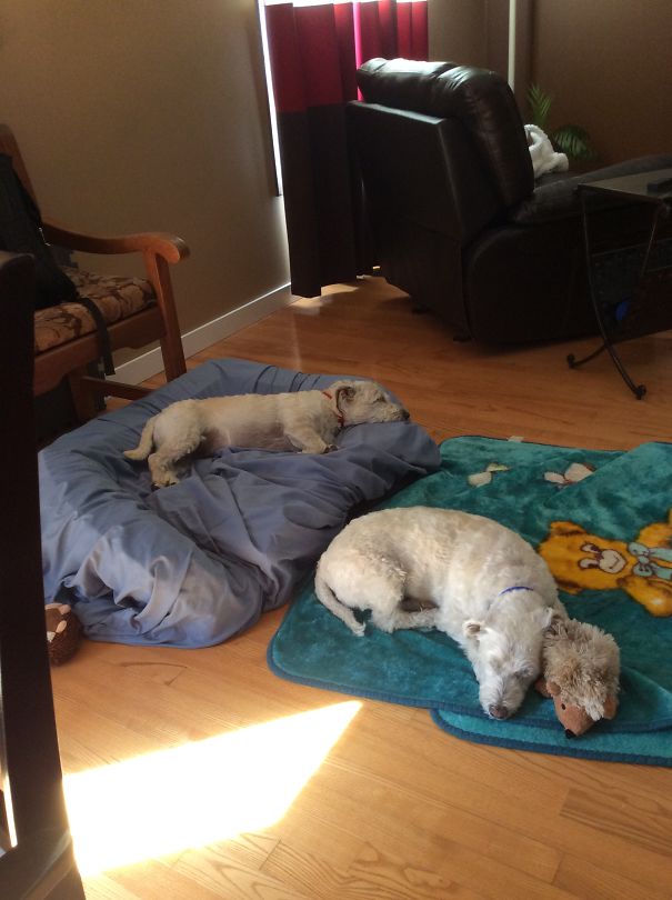 After Spending The Morning At The Dog Park.