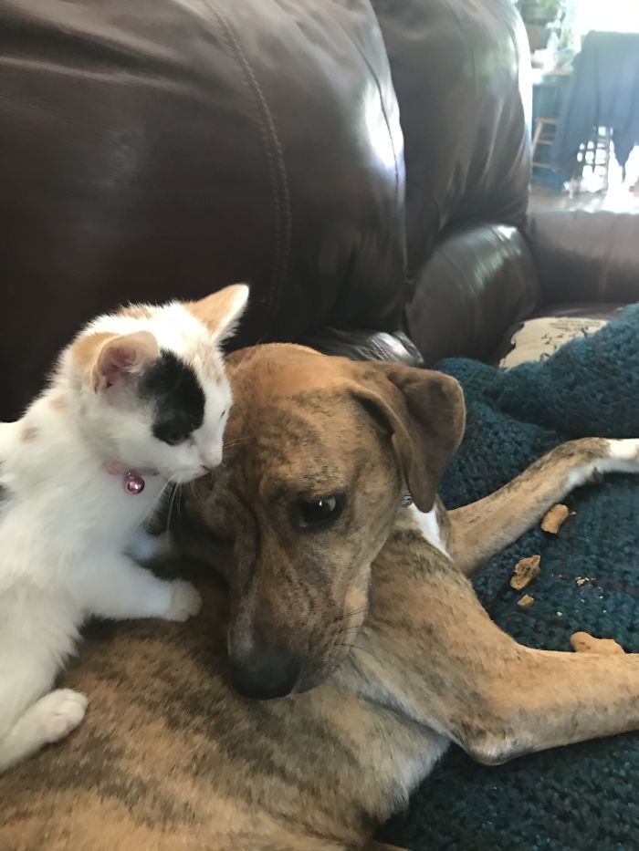 I Have A Little Kitty Friend