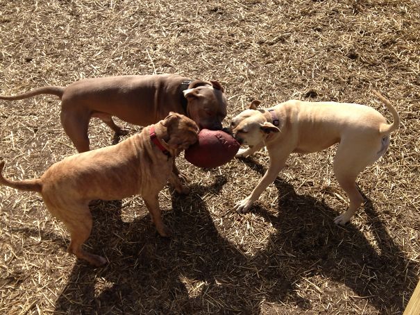 My 3 Bullies Killing A Basketball...cat On The Porch Watching Them!