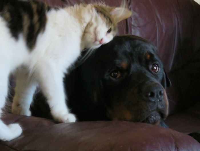 I Love My Rottweiler