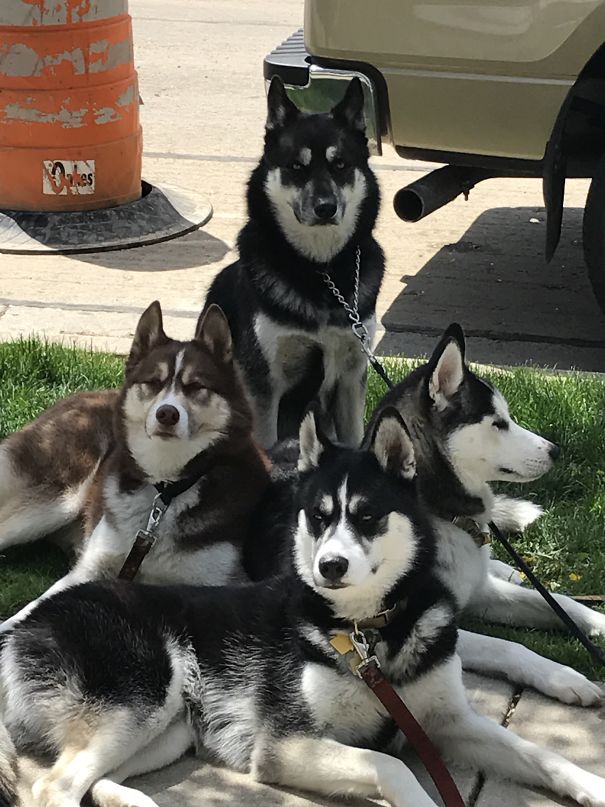 Maximus, Jaxson, Houdini, & Hachi Our Sled Dog 🐶 Team