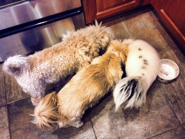 Two Dogs, One Skunk.