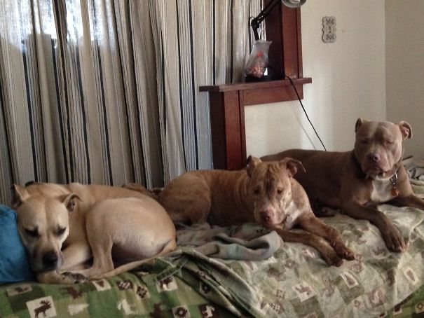 My 3 Spoiled Bullies (all Rescued)