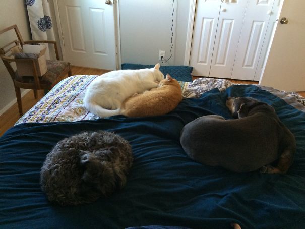 I Can Always Gauge The Temperature Outside By The Number Of Animals In Our Bed (one Cat Is Missing)