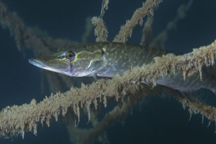I Swam Across, Flew Over, Dived Into, And Hiked Along The Fabulous Rivers Of Croatia I Swam Across, Flew Over, Dived Into, And Hiked Along The Fabulous Rivers Of Croatia