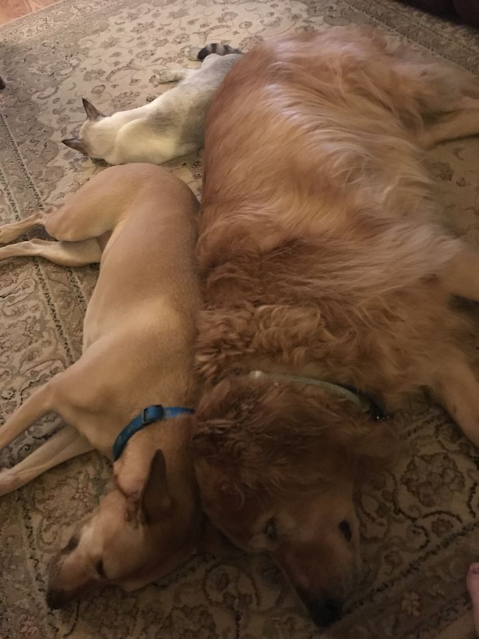 Fezzik, Skippy And Murphy The Cat