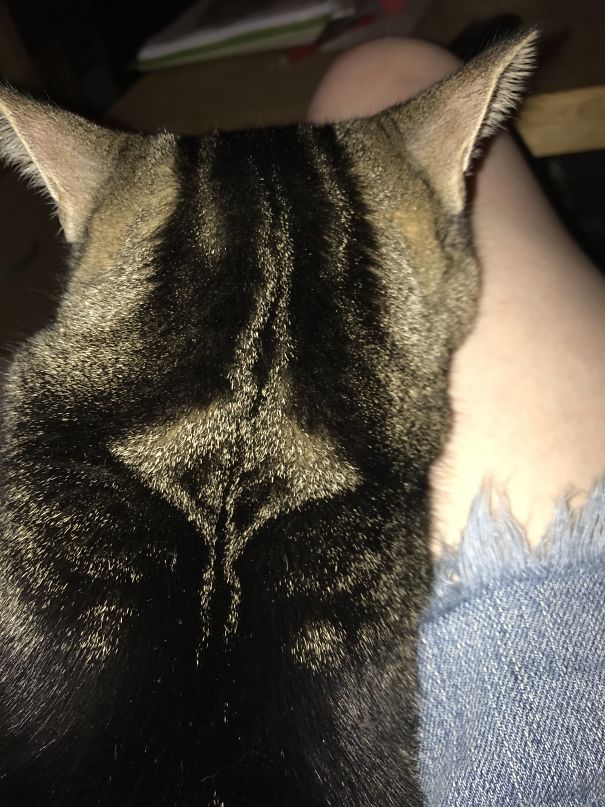 Jack And His Manta Ray