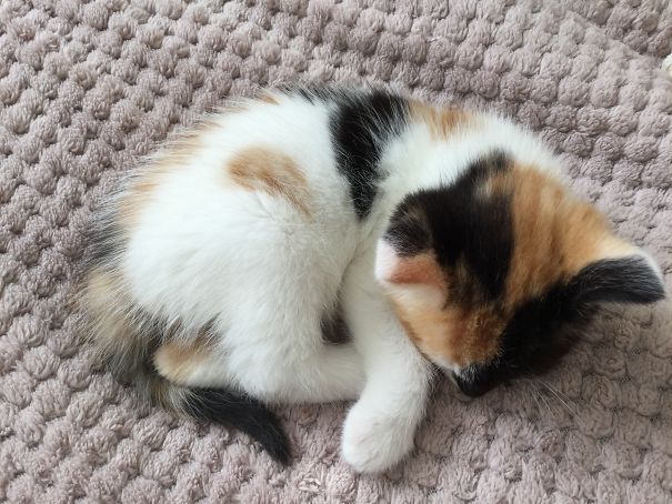 Her Face Is Half Ginger And Half Black It Changes Sides On Her Head Giving A Checkered Look!