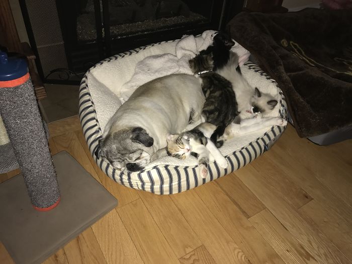 Amy With Her Kitties Quiz, Jasper, Jasmine And Fiddlesticks