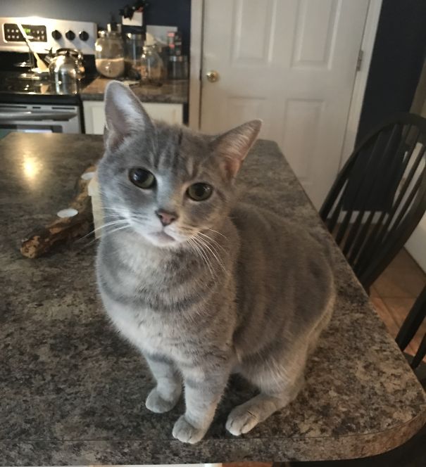 Purrfect Nose Outline