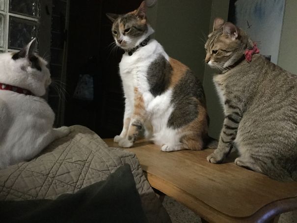 Now Listen Up Troops. The Humans Have Decided We Need To Go On A Diet.