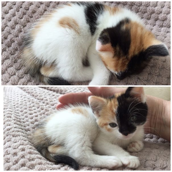 Roxy My Checkered Head Kitten