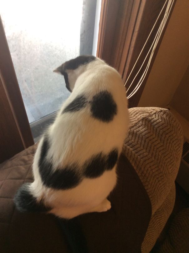 Yoda, The Grinning Cat.