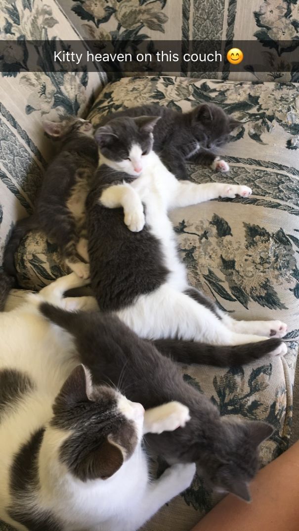 Cuddling With 4 Out Of 5 Of Her Babies. Out Of 7 Total Cats!