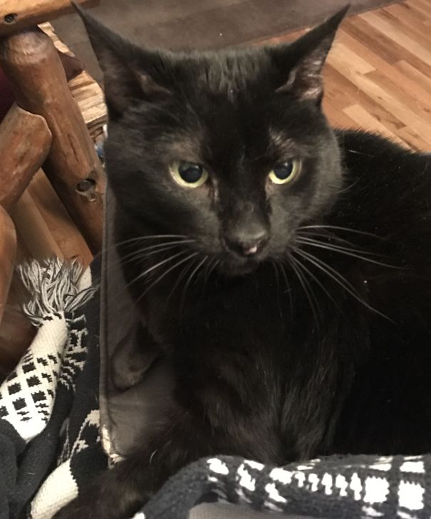 Pink Nose Bottom And Inner Ears