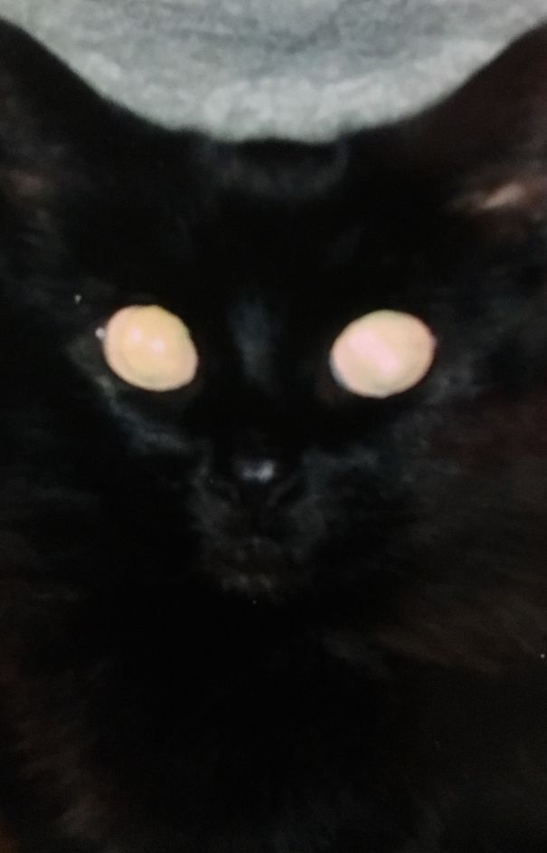 Black Cat With Spooky Eyes.