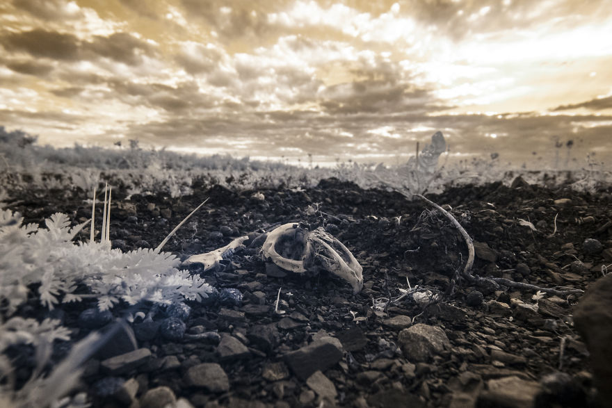 Schurenbachhalde, Essen