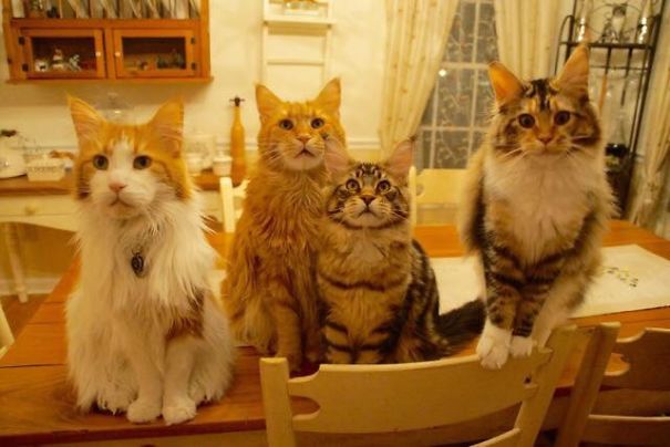 Our Maine Coon Family: Amaretto, Frangelico, Kahlua, And Anisette.