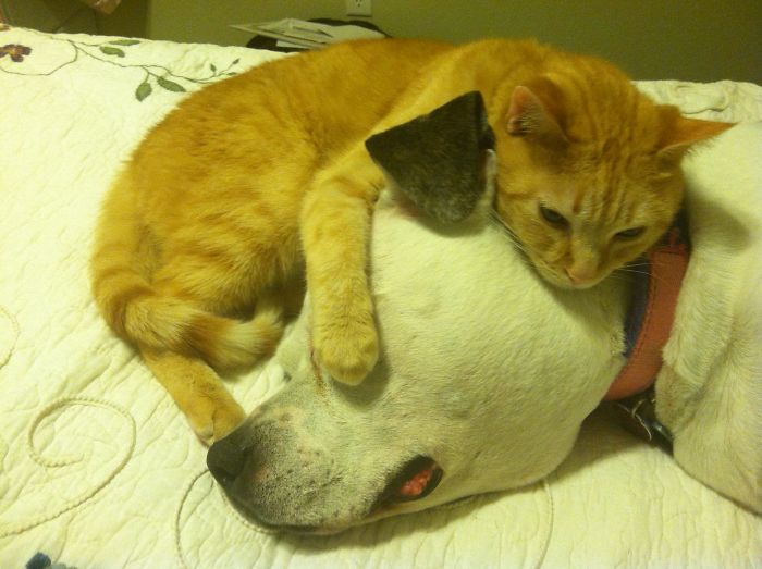 Tater Tot The Cat And Diamond The Dog Adored Each Other. They Both Died Within A Month Of Each Other.
