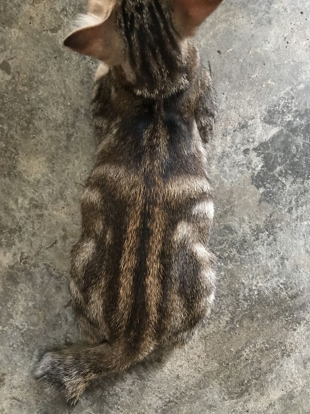 There Is A Cross In My Cat's Body