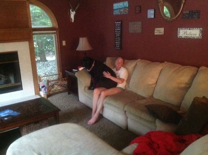 18 Month Old Cane Corso Thinks She Is Moms Lap Dog