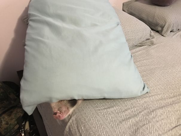 6 Parrots, 2 Cats, And A Pig