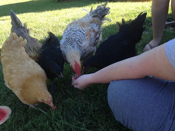 A Few Pet Chickens