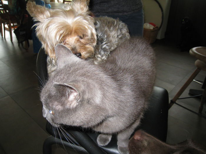 Sirius The Yorkie And Kamoef Sharing A Chair. (and Just The Nose Of Pippa.)