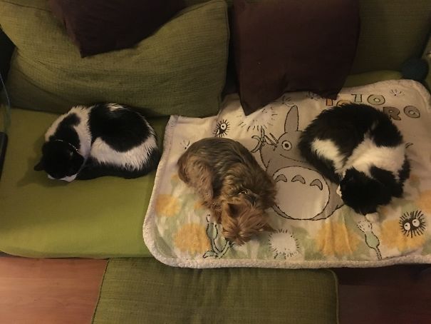 Suna, Mizu And Bōfū. Napping Winter Time