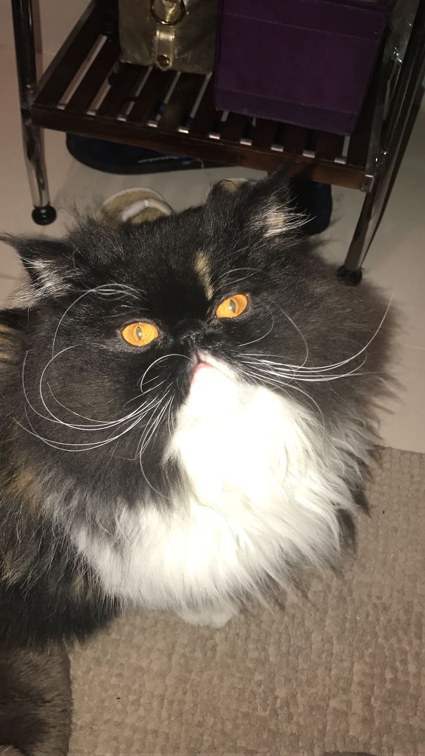 # 190? Our Little Gemma With Her Zoro Mask!😍