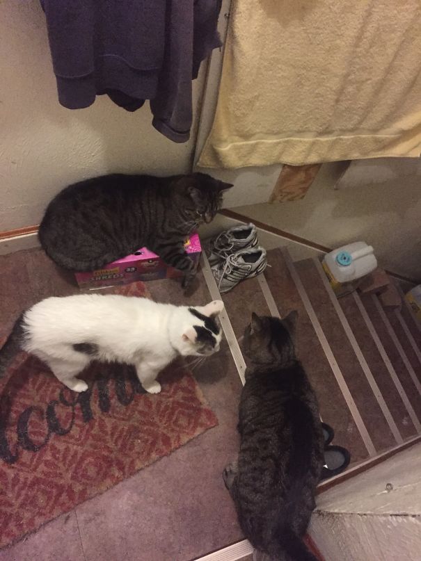 I Also Have A Dog, But These Three Always Wait For Me To Come Downstairs