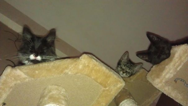 Cat Tree In Full Bloom