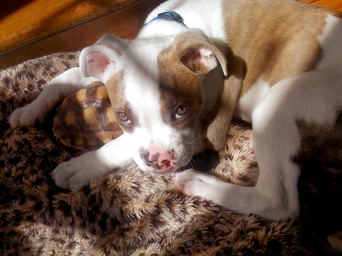 This Unexpected Friendship Between A Dog And A Turtle Is The Sweetest Thing You'll See Today This Unexpected Friendship Between A Dog And A Turtle Is The Sweetest Thing You'll See Today